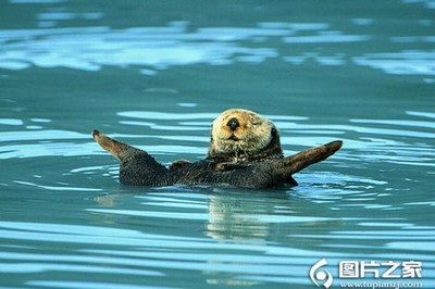 两个人躲在大象肚子里的视频